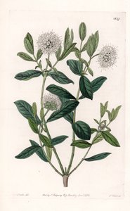 Pimelea Variete - Plate Engraved by S. Watts, from an Illustration by Sarah Anne Drake, from the Botanical Register of Sydenham Edwards by Sydenham Teast Edwards