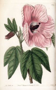 Pink Hibiscus by Sydenham Teast Edwards