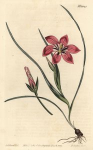 Pink Froetang by Sydenham Teast Edwards
