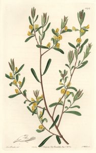 Pultenaea Flexilis, Native to Australia - Engraved by S. Watts, from an illustration by Sarah Anne Drake, from the Botanical Register by Sydenham Teast Edwards