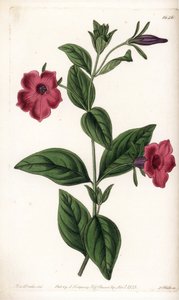 Purple flower petunia - Engraved by S.Watts, from an illustration by Sarah Anne Drake, from the Botanical Register of Sydenham Edwards by Sydenham Teast Edwards