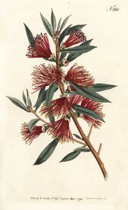 Crimson bottlebrush, Callistemon citrinus by Sydenham Teast Edwards