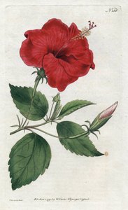 Rose de Chine by Sydenham Teast Edwards