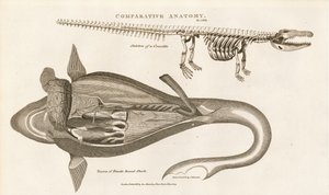 Shark Anatomy and Crocodile Skeleton by Sydenham Teast Edwards