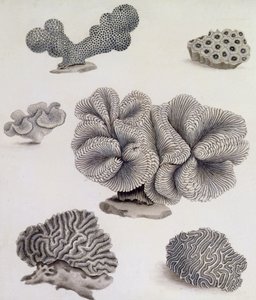 Shells and Marine Flora