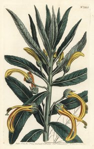 Siphocampylus giganteus, endangered (Gigantic lobelia, Lobelia gigantea). Handcoloured copperplate engraving by F. Sansom Jr. after an illustration by Sydenham Edwards from William Curtis