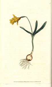 Small Narcissus