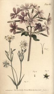 Soapwort, Saponaria officinalis