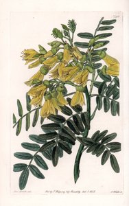 South American Sophora Variety