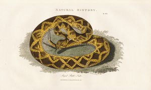 Striped Rattle Snake