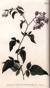 Sweet Bitter or Bitter Sweet Nightshade by Sydenham Teast Edwards