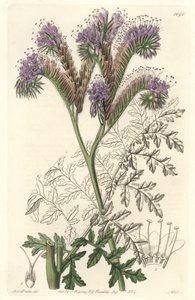 Tansy leaf phacelia, native to California - Water forte by S. Watts from an illustration by Sarah Anne Drake, from the Botanical Register by Sydenham Teast Edwards