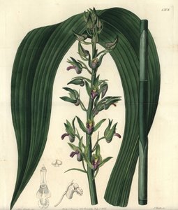 Wild Coco Orchid