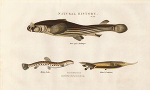 Three Unusual Fish Species by Sydenham Teast Edwards