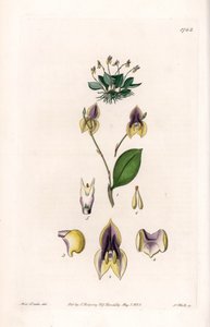 Three-Toothed Lepanthes - Engraved by S. Watts, from an illustration by Sarah Anne Drake, from the Botanical Register of Sydenham Edwards
