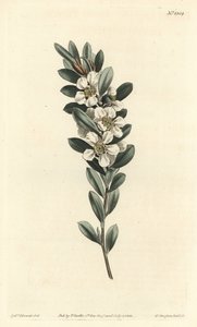 Coastal tea tree, Leptospermum laevigatum (Smooth fabricia, Fabricia laevigata). by Sydenham Teast Edwards