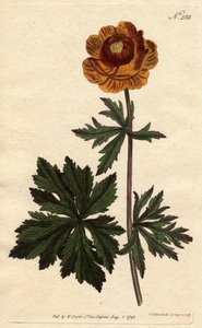 Asian Globe Flower with Deep Yellow Flower, Native to Siberia and Cappadocia