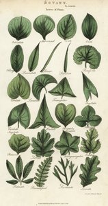 Types of Leaves of Plants by Sydenham Teast Edwards
