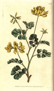 Valencia Coronilla - Scorpion vetch, Coronilla valentina subsp. glauca (Sea-green or day-smelling coronilla, Coronilla glauca). Handcoloured copperplate engraving after a botanical illustration by Sydenham Edwards from William Curtis