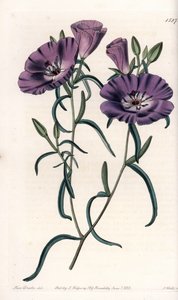 Variete of Clarkia, Native of South America by Sydenham Teast Edwards