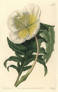 Variety of Oenothera or Grass with Donkeys or Evening Primrose - White Upright Evening Primrose, Oenothera anisoloba. Handcoloured copperplate engraving from Sydenham Edwards