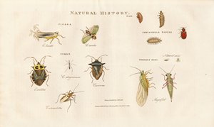 Various Insect Species from the Cicada and Bug Families by Sydenham Teast Edwards