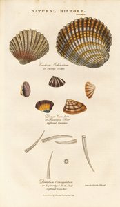 Various Shell Species