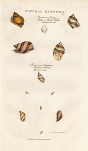Various Species of Whelks