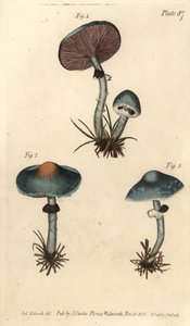 Verdigris Mushroom by Sydenham Teast Edwards