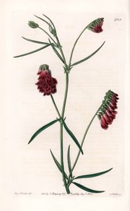 Vesces Variety - Plate Engraved by S. Watts, from an Illustration by Sarah Anne Drake, from the Botanical Register of Sydenham Edwards by Sydenham Teast Edwards
