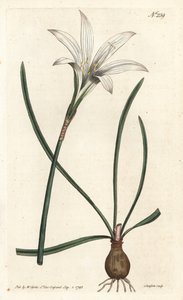 Atamasco lily, Zephyranthes atamasco (Amaryllis atamasco) - Handcoloured copperplate engraving by Sansom after an illustration by Sydenham Edwards from William Curtis