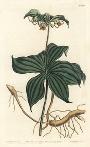 Indian Cucumber by Sydenham Teast Edwards