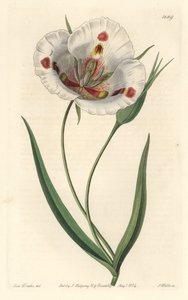 White-flowered Calochortus (Mariposa), Native to California by Sydenham Teast Edwards