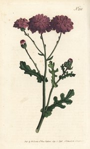 Wild cineraire - Purple groundsel or ragwort, Senecio elegans