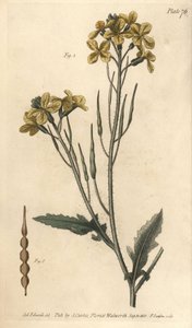 Wild radish, Raphanus raphanistrum, Siliquosa. by Sydenham Teast Edwards