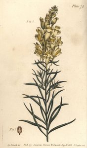 Yellow Toadflax by Sydenham Teast Edwards