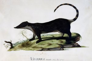 Viverra nasuta male by Sydney Parkinson