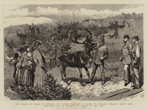 The Prince of Wales in Sweden, examining a Herd of Reindeer brought down from the Mountains to Storlien by Order of the King by Sydney Prior Hall