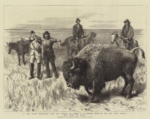 To the Great North-West with the Marquis of Lorne, X, a Buffalo Hunt in the Red River Valley, the Coup de Grace