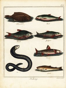 Fishing: flounder, chub, roach, gudgeon, charr, eel, loach by T. Prattent