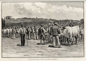 The beef fair in Siena (Italy) by T Taylor