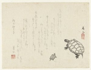 Two turtles