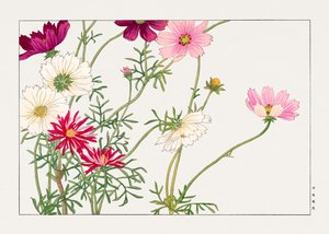 Cosmos Flower from "Seiyou Sokazufu"