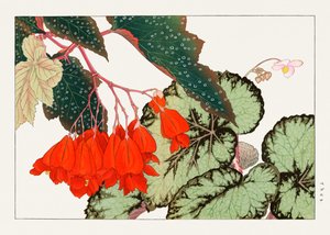 Cracklin Rosie Begonia Flower from "Seiyou Sokazufu"