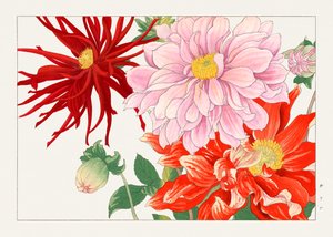 Dahlia Flower from "Seiyou Sokazufu"