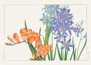 Freesia Flower from "Seiyou Sokazufu"