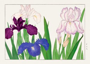 Iris Flower from "Seiyou Sokazufu"