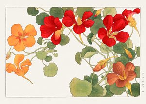 Nasturtium Flower from "Seiyou Sokazufu"