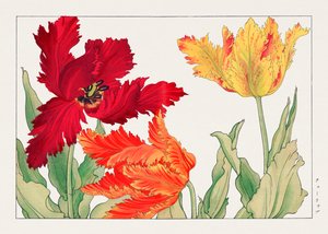 Parrot Tulip from "Seiyou Sokazufu"