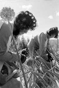 Family farmer Ed Ker at A.M. Ker Ranch is an agricultural homesteader growing alfalfa by Ted Spiegel